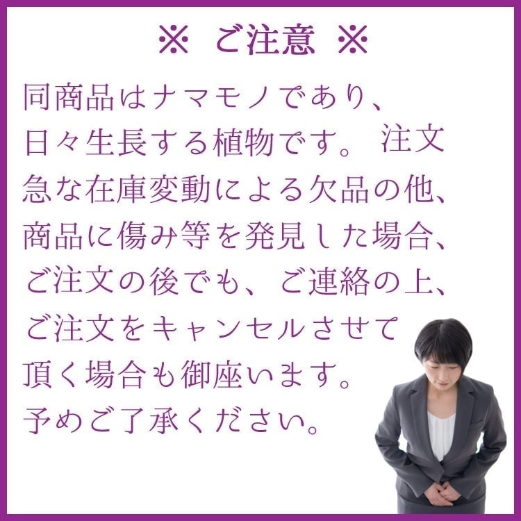 庭木・植木 コニファー・ボールバード（ブルーバード） / 4寸・約W30cm×H55cm【3株セット】【送料D】