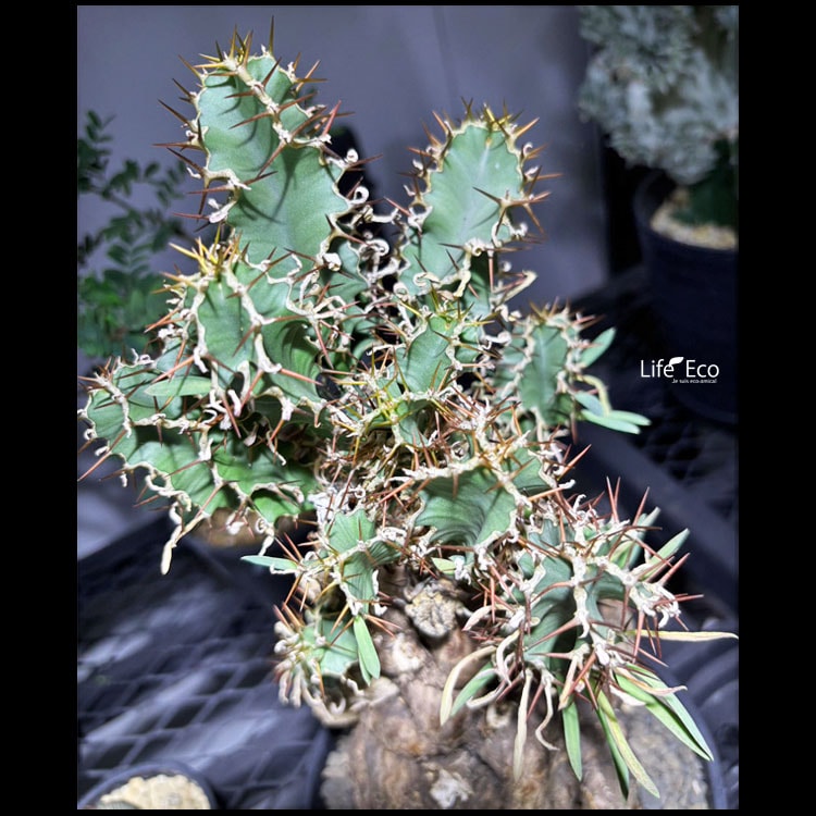 塊根植物【一点物】ユーフォルビア・ムランジーナ / 幹幅約13cm×高さ