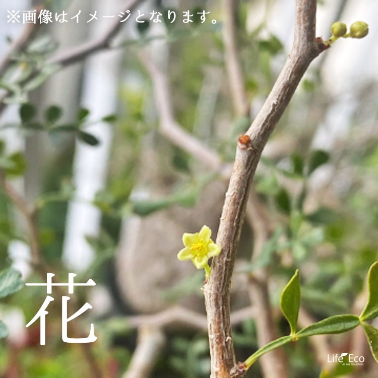 塊根植物【一点物】オペルクリカリア・パキプス / 幹幅約14cm×高さ約65cm【送料無料】