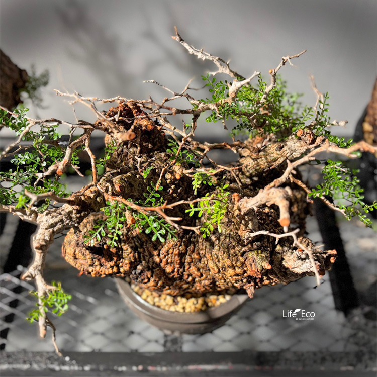 塊根植物【一点物】オペルクリカリア・パキプス / 幹幅約30cm×高さ約
