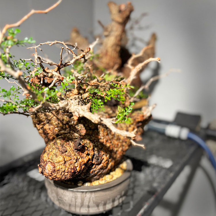 塊根植物【一点物】オペルクリカリア・パキプス / 幹幅約30cm×高さ約