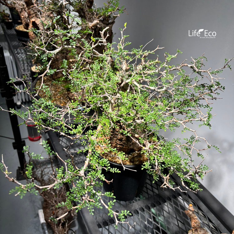 塊根植物【一点物】オペルクリカリア・パキプス / 幹幅約14cm×高さ約65cm【送料無料】