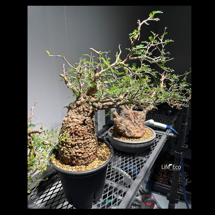 塊根植物【一点物】オペルクリカリア・パキプス / 幹幅約14cm×高さ約65cm【送料無料】