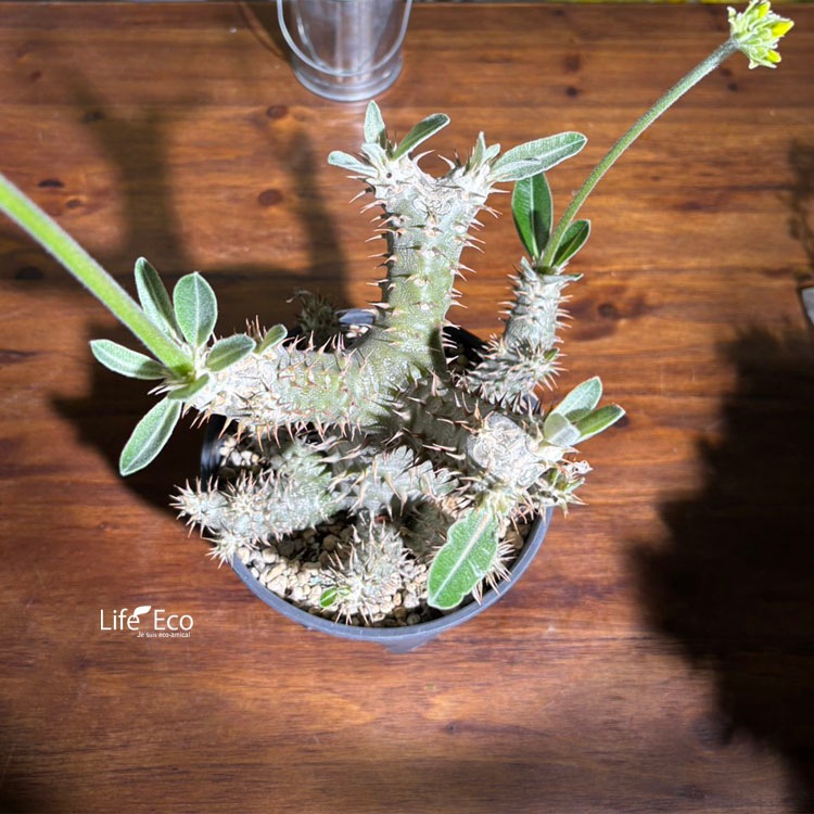 塊根植物【一点物】パキポディウム・ホロンベンセ / 幹幅約20cm×高さ約