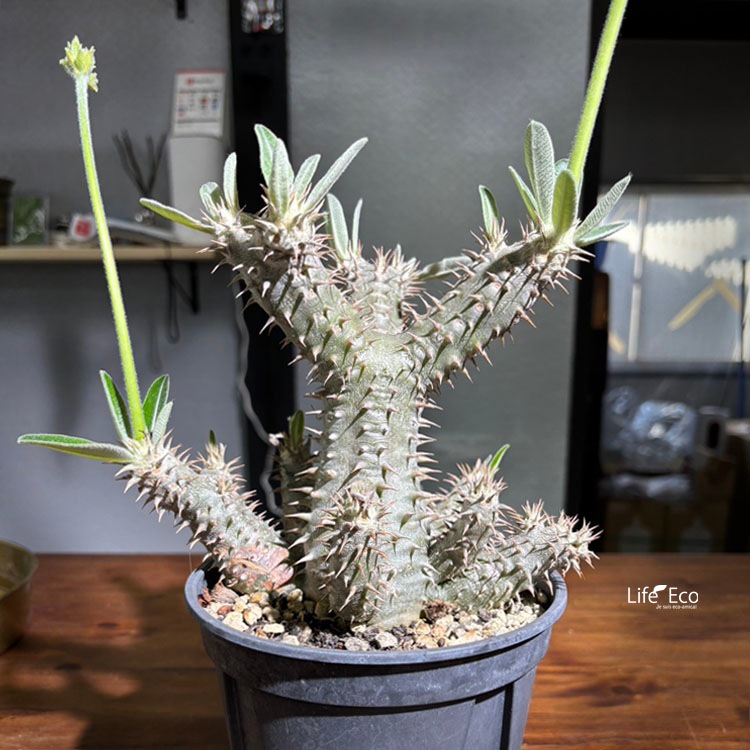 塊根植物【一点物】パキポディウム・ホロンベンセ / 幹幅約20cm×高さ約