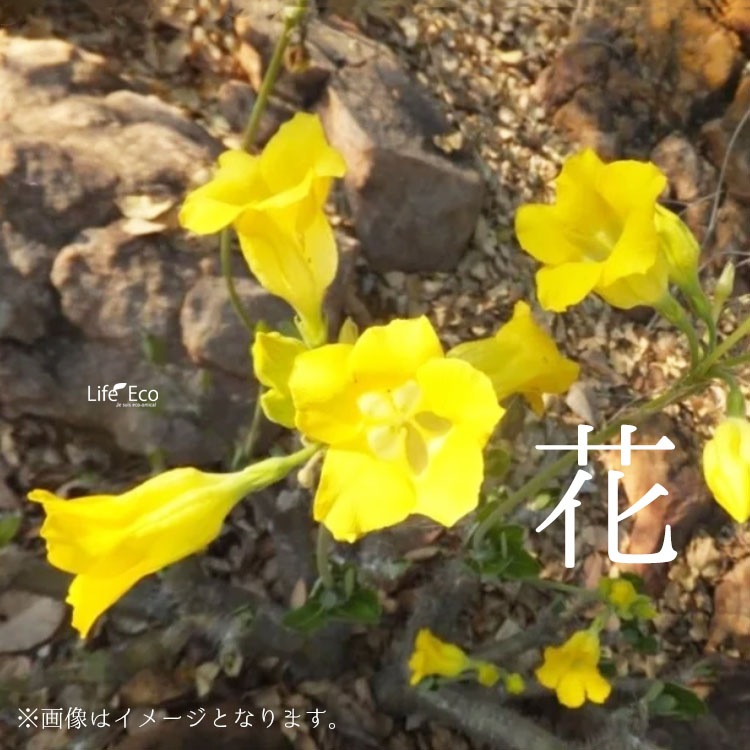塊根植物【一点物】パキポディウム・ホロンベンセ / 幹幅約20cm×高さ約