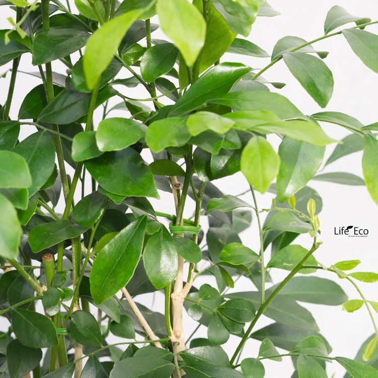 観葉植物 シルクジャスミン（月橘・ゲッキツ） / 8寸・約W40×H100～110cm【送料F】