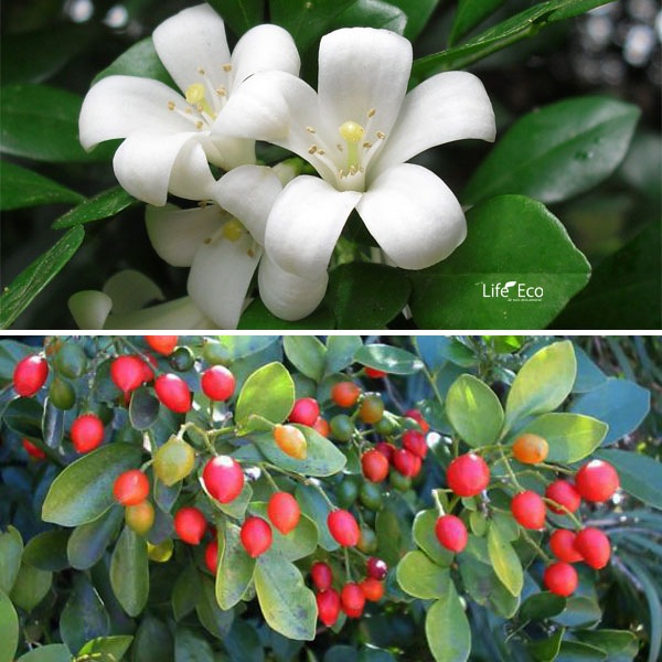 観葉植物 シルクジャスミン（月橘・ゲッキツ） / 8寸・約W40