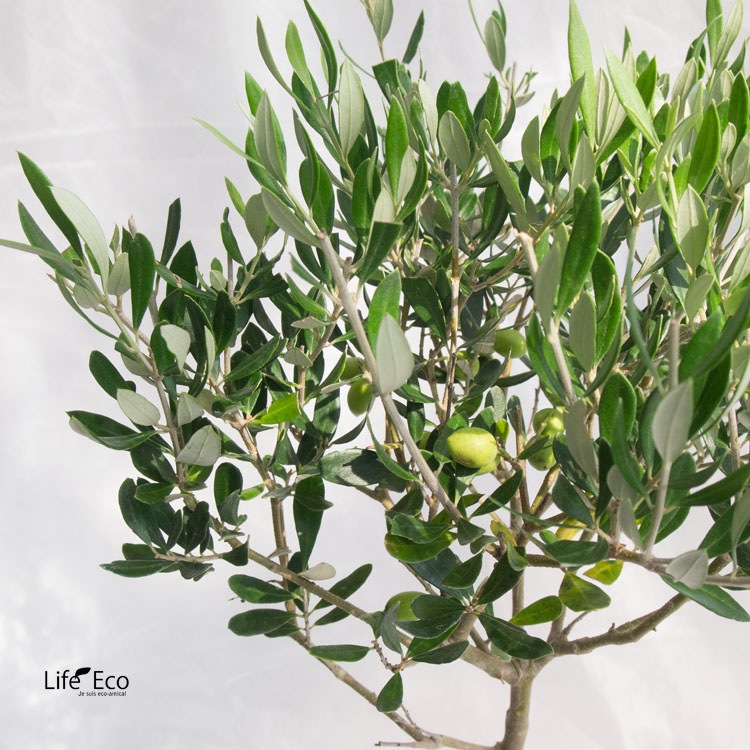 庭木・植木 オリーブ（スタンド仕立・トピアリー） / 5寸・W30cm×H70cm【送料E】