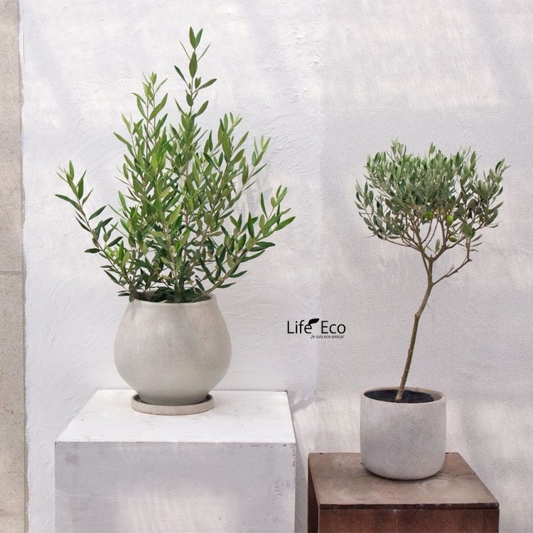 庭木・植木 オリーブ（スタンド仕立・トピアリー） / 5寸・W30cm×H70cm【送料E】