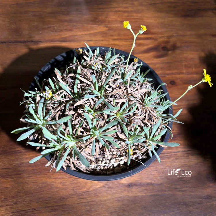 塊根植物【一点物】オトンナ・レトロルサ / 幹幅約15cm×高さ約15cm【送料無料】