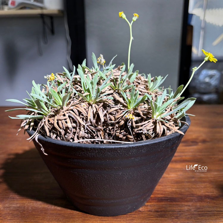 塊根植物【一点物】オトンナ・レトロルサ / 幹幅約15cm×高さ約15cm【送料無料】