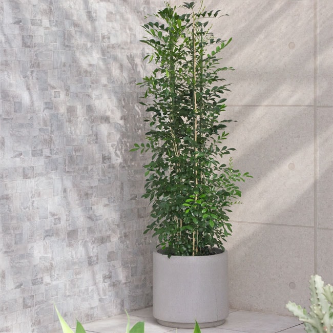 観葉植物 大型 シルクジャスミン（月橘・ゲッキツ） / 10寸・約