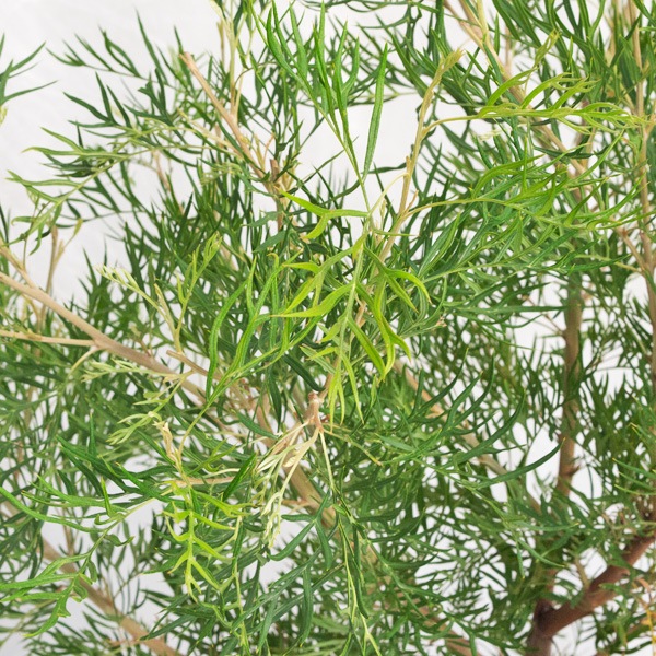 庭木・植木 グレビレア・ピーチ＆クリーム / 8寸・W100cm×H100cm【送料F】