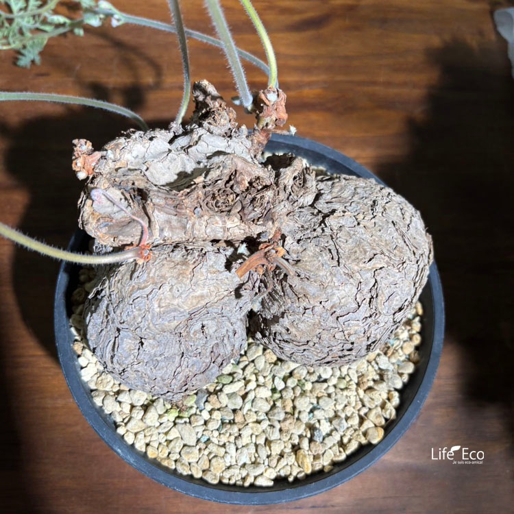 塊根植物【一点物】ペラゴニウム・トリステ / 幹幅約15cm×高さ約18cm【送料無料】