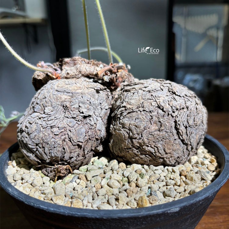塊根植物【一点物】ペラゴニウム・トリステ / 幹幅約15cm×高さ約18cm【送料