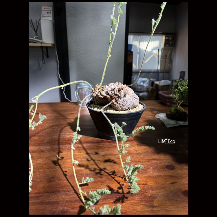 塊根植物【一点物】ペラゴニウム・トリステ / 幹幅約15cm×高さ約18cm【送料