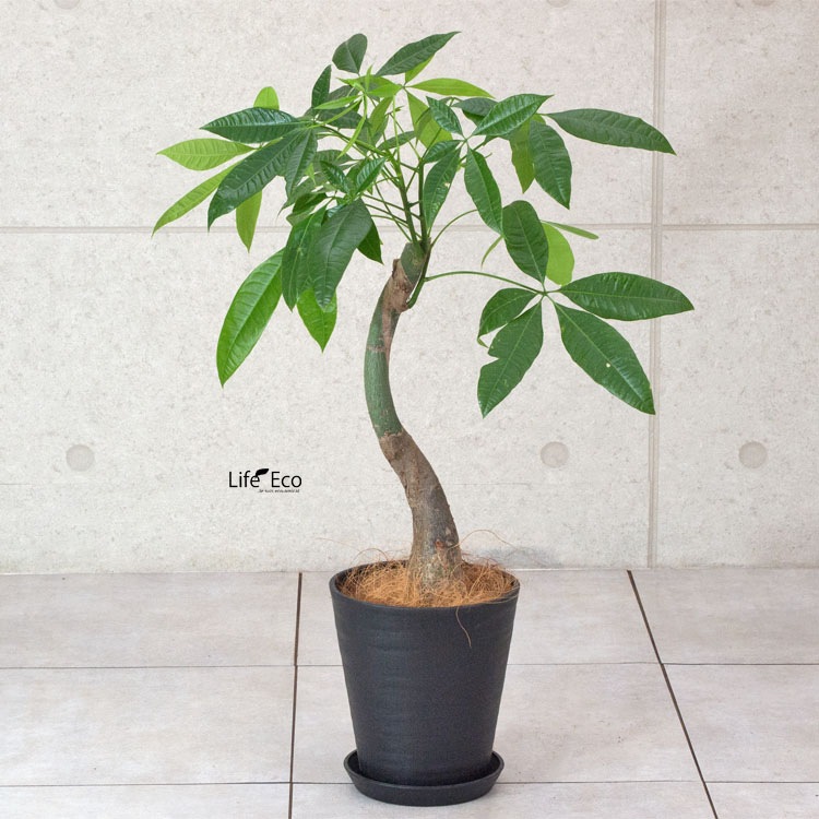 植木鉢 樹脂製ポット セラアート ラウンド 長鉢 ブラック（黒）φ21cm×H22.7cm（7号）受皿付【2個入】【送料B】