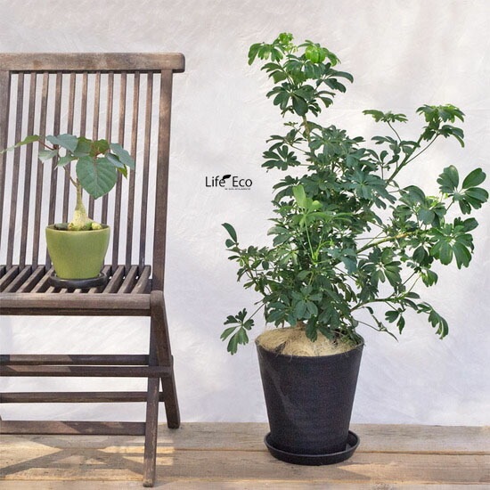 植木鉢 樹脂製ポット セラアート ラウンド 長鉢 ブラック（黒）φ21cm×H22.7cm（7号）受皿付【2個入】【送料B】