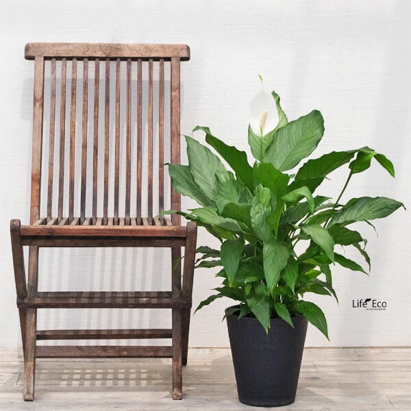 植木鉢 樹脂製ポット セラアート ラウンド 長鉢 ブラック（黒）φ21cm×H22.7cm（7号）受皿付【2個入】【送料B】