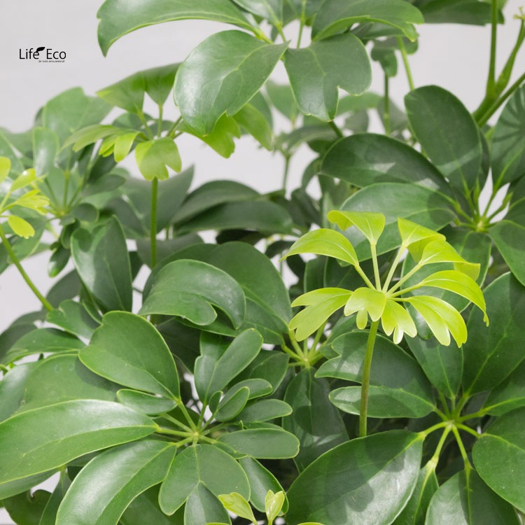 観葉植物 シェフレラ・レナータ / 8寸・約W 55cm×H90～110cm【送料F】