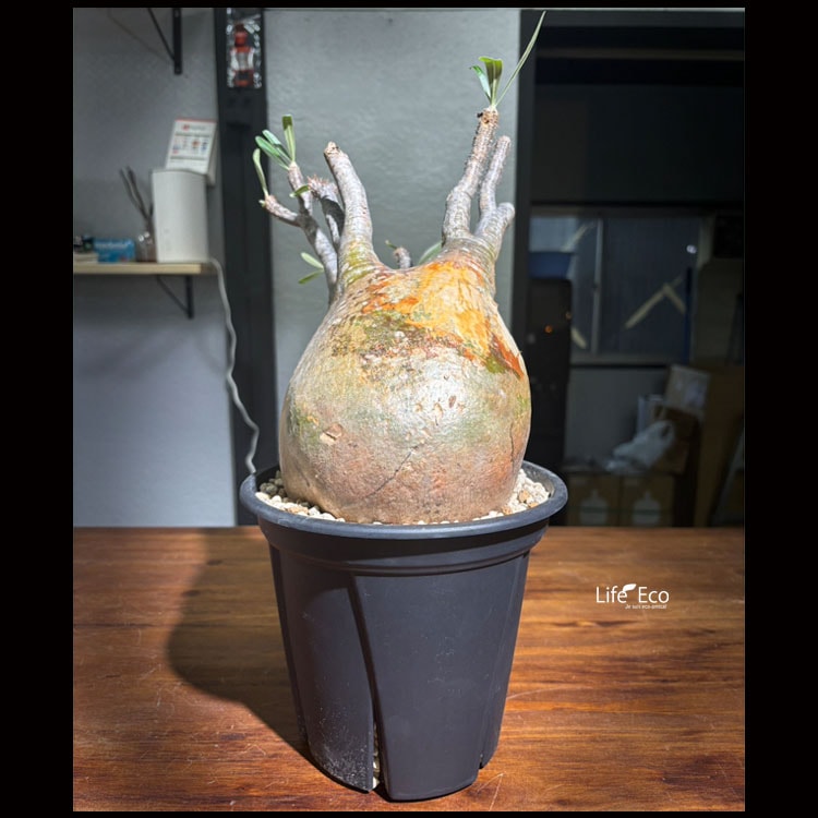 塊根植物【一点物】パキポディウム・グラキリス / 幹幅約30cm×高さ37cm【送料無料】