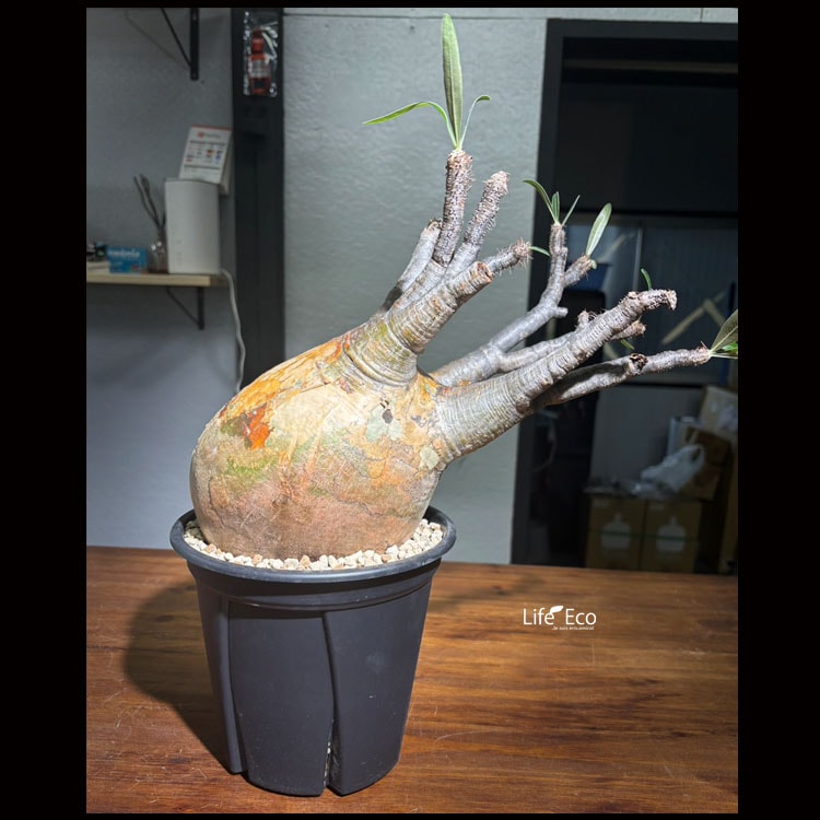 塊根植物【一点物】パキポディウム・グラキリス / 幹幅約30cm×高さ37cm【送料無料】