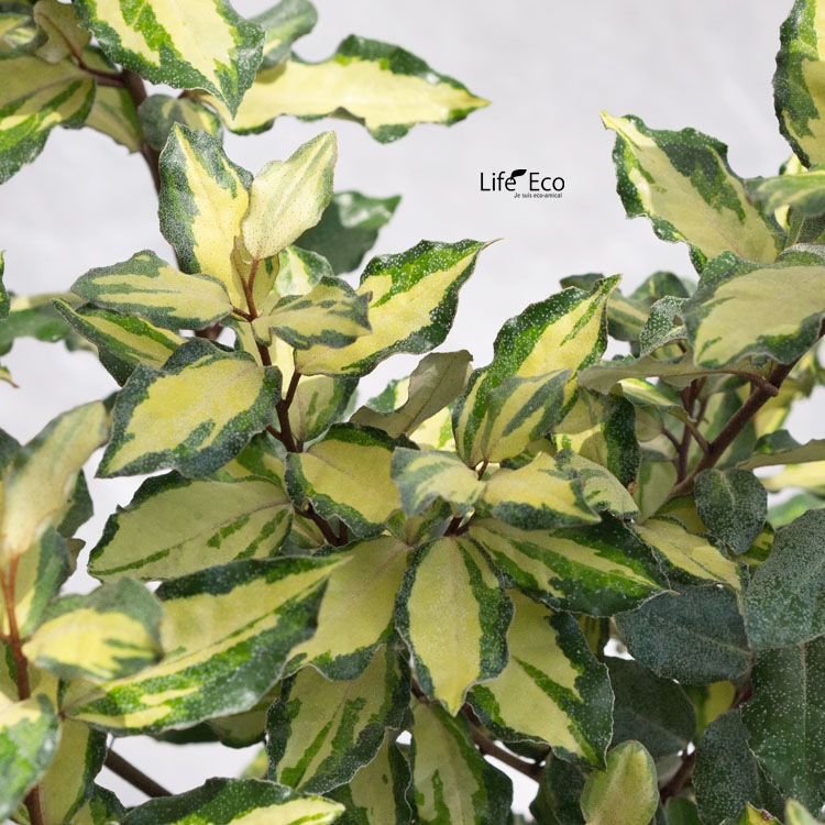 庭木・植木 ナワシログミ・マリリン（斑入りグミ・茱萸） / 7寸・約W50cm×H100cm【送料F】