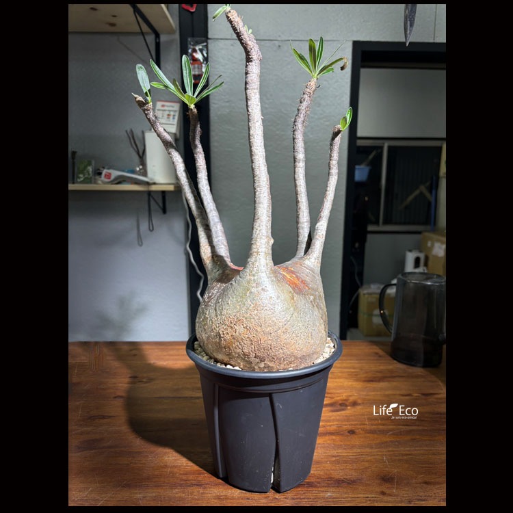 塊根植物【一点物】パキポディウム・グラキリス / 幹幅約18cm×高さ50cm【送料無料】