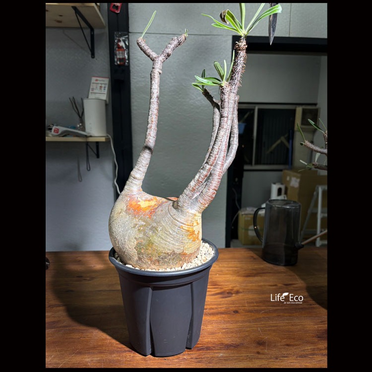 塊根植物【一点物】パキポディウム・グラキリス / 幹幅約18cm×高さ50cm【送料無料】