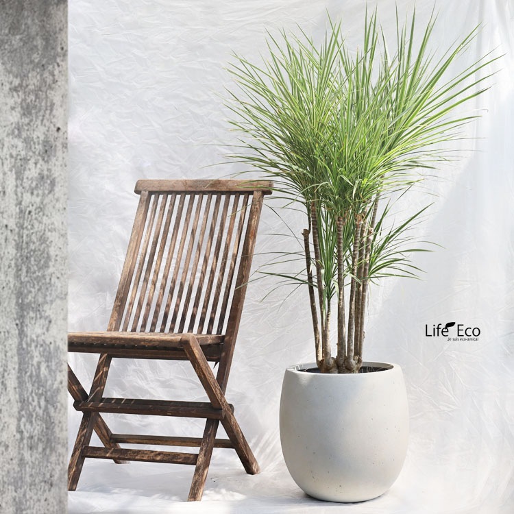 観葉植物 大型 ドラセナ・コンシーネ・ホワイボリー / 8寸・約W80cm×H130cm【送料I】