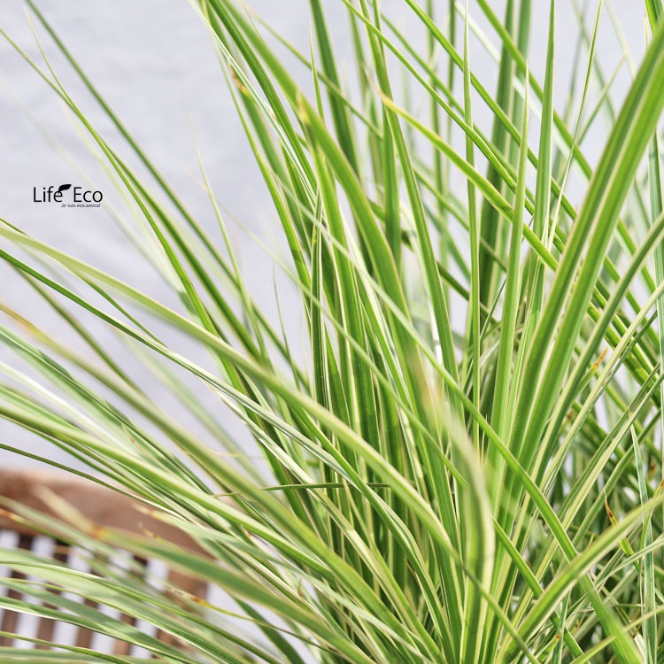 観葉植物 大型 ドラセナ・コンシーネ・ホワイボリー / 8寸・約W80cm×H130cm【送料I】