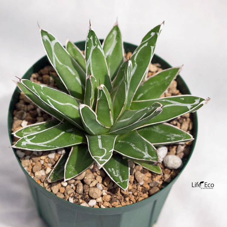 多肉植物 アガベ・笹の雪（ササノユキ/ビクトリア レジーナ） / 4寸・約H20cm