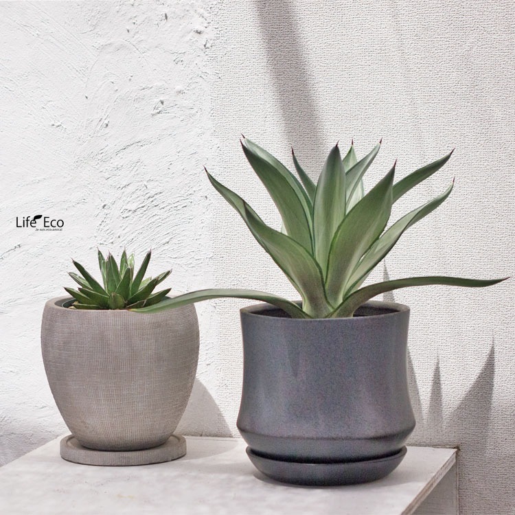 多肉植物 アガベ・笹の雪（ササノユキ/ビクトリア レジーナ） / 4寸・約H20cm