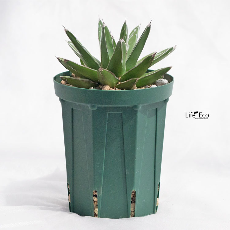 多肉植物 アガベ・笹の雪（ササノユキ/ビクトリア レジーナ） / 4寸・約H20cm