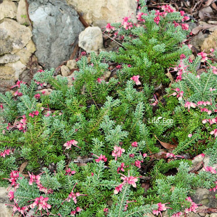 エコマルシェオニヅカ直送 花苗・植物（YouTube紹介）12