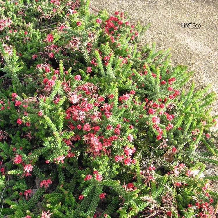 エコマルシェオニヅカ直送 花苗・植物（YouTube紹介）12