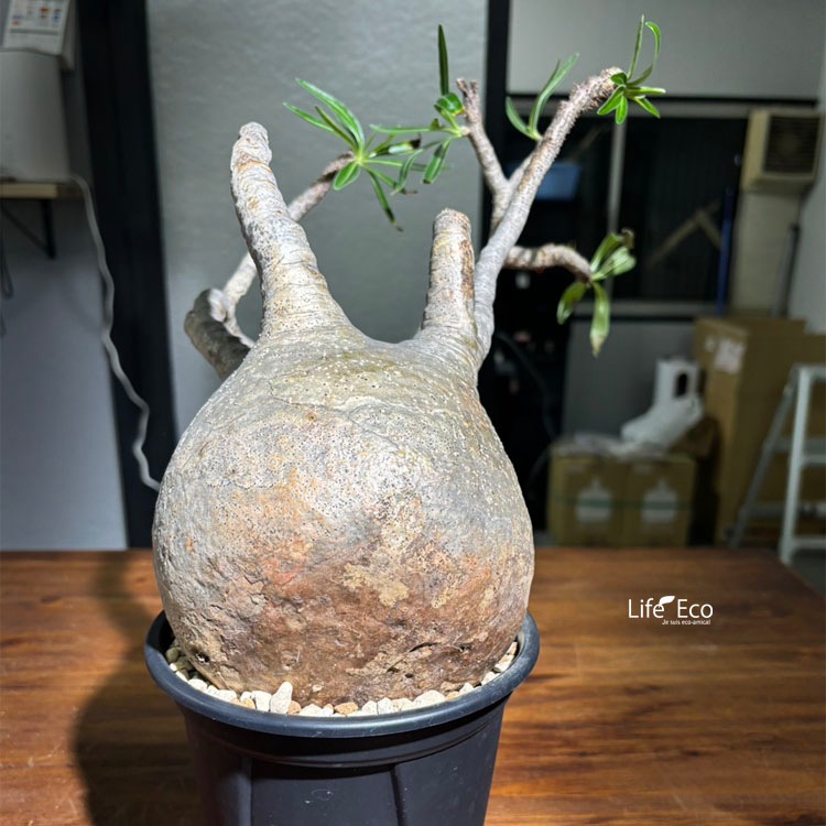 塊根植物【一点物】パキポディウム・グラキリス / 幹幅約36cm×高さ35cm【送料無料】