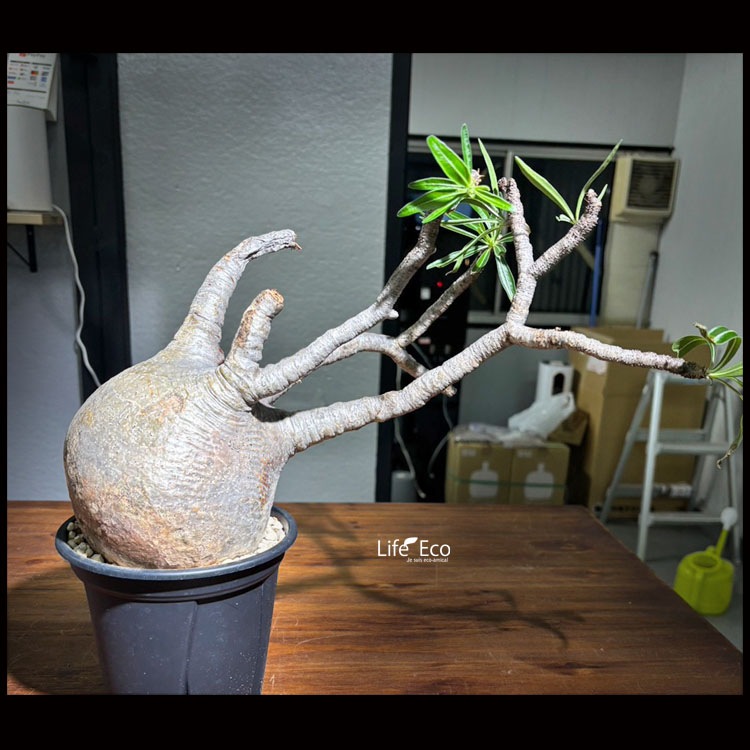 塊根植物【一点物】パキポディウム・グラキリス / 幹幅約36cm×高さ35cm【送料無料】
