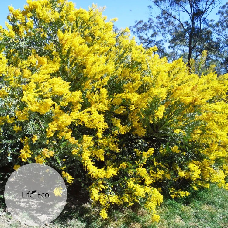 植木・庭木【数量限定】アカシア・サンカクバ（三角葉アカシア / ナイフリーフワトル）/ 8寸・約W100×H110cm【優良品】【送料F】