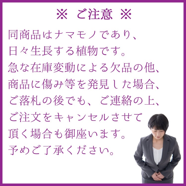 植木・庭木【数量限定】アカシア・サンカクバ（三角葉アカシア / ナイフリーフワトル）/ 8寸・約W100×H110cm【優良品】【送料F】
