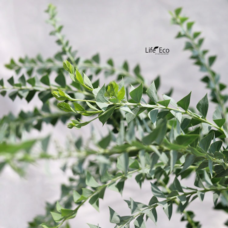 植木・庭木【数量限定】アカシア・サンカクバ（三角葉アカシア / ナイフリーフワトル）/ 8寸・約W100×H110cm【優良品】【送料F】