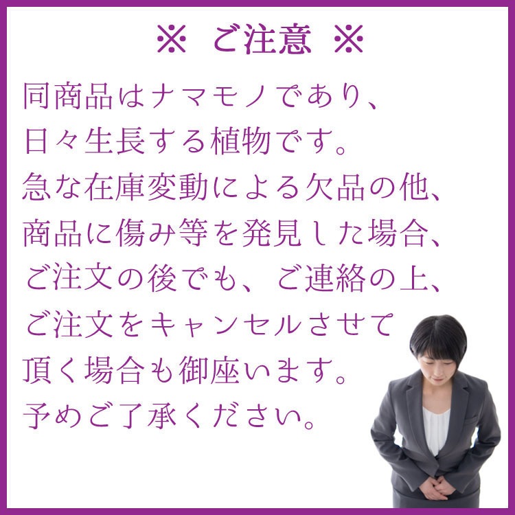 多肉植物 マンガベ・ブラッドスポット / 5寸・約H22cm【送料D】