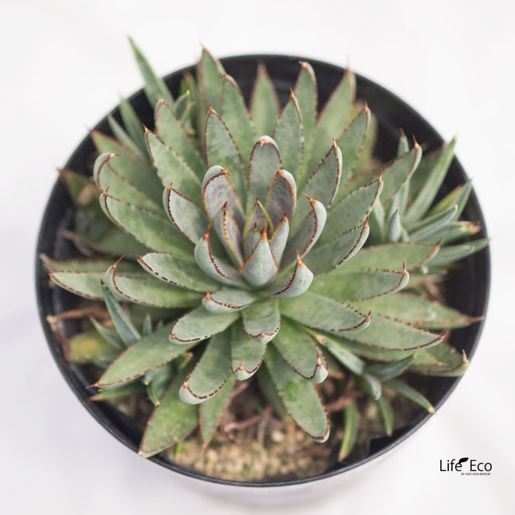 多肉植物 マンガベ・ブラッドスポット / 5寸・約H22cm【送料D】