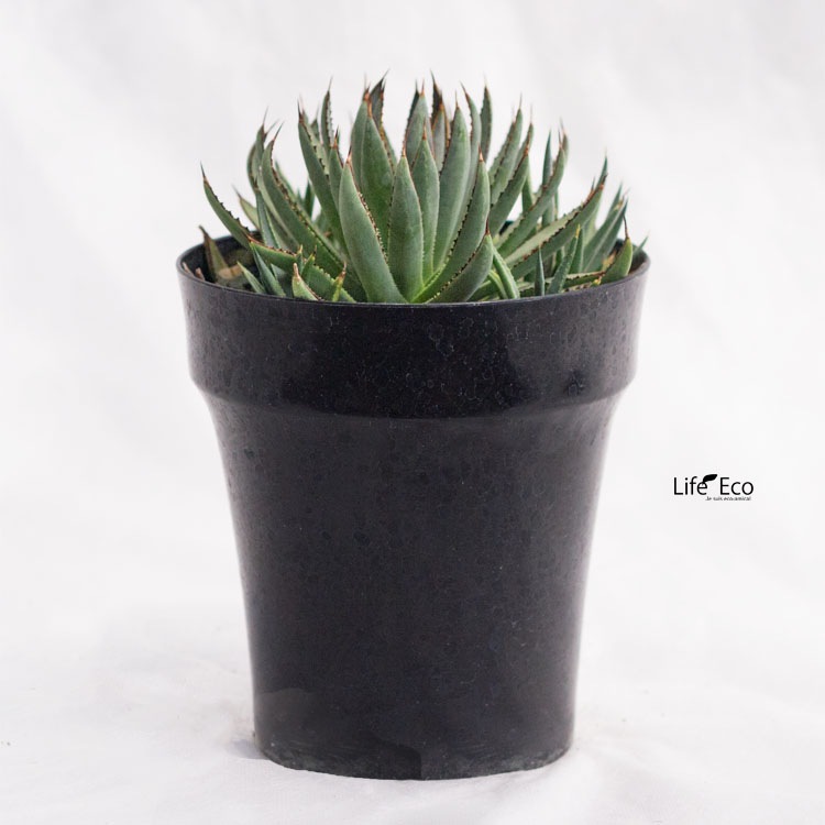 多肉植物 マンガベ・ブラッドスポット / 5寸・約H22cm【送料D】