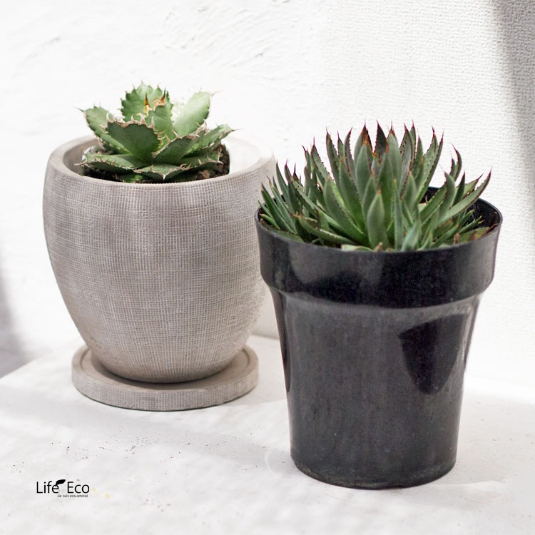 多肉植物 マンガベ・ブラッドスポット / 5寸・約H22cm【送料D】