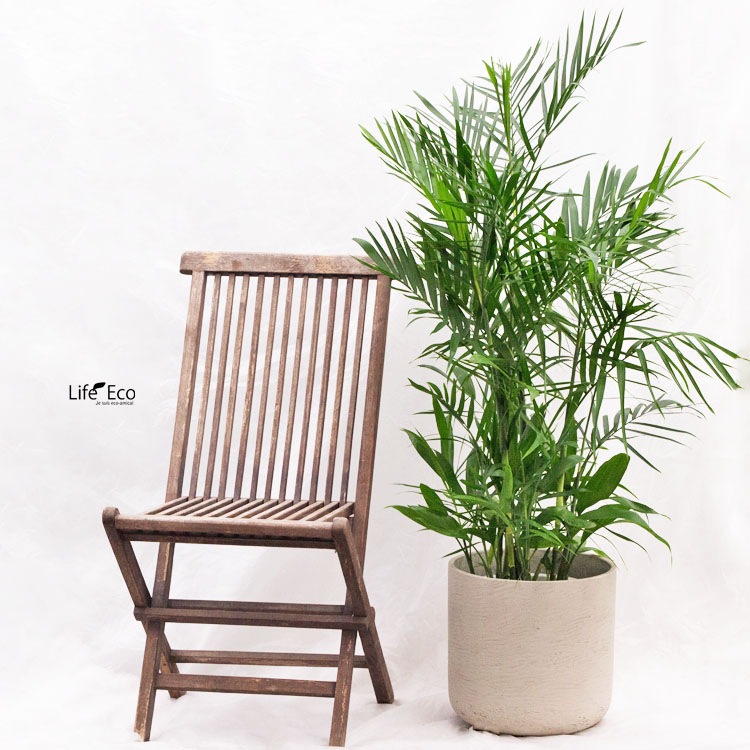 観葉植物 大型 チャメドレア・セイフリジー（セフリジー） / 8寸・約W80×H120～140cm【送料H】