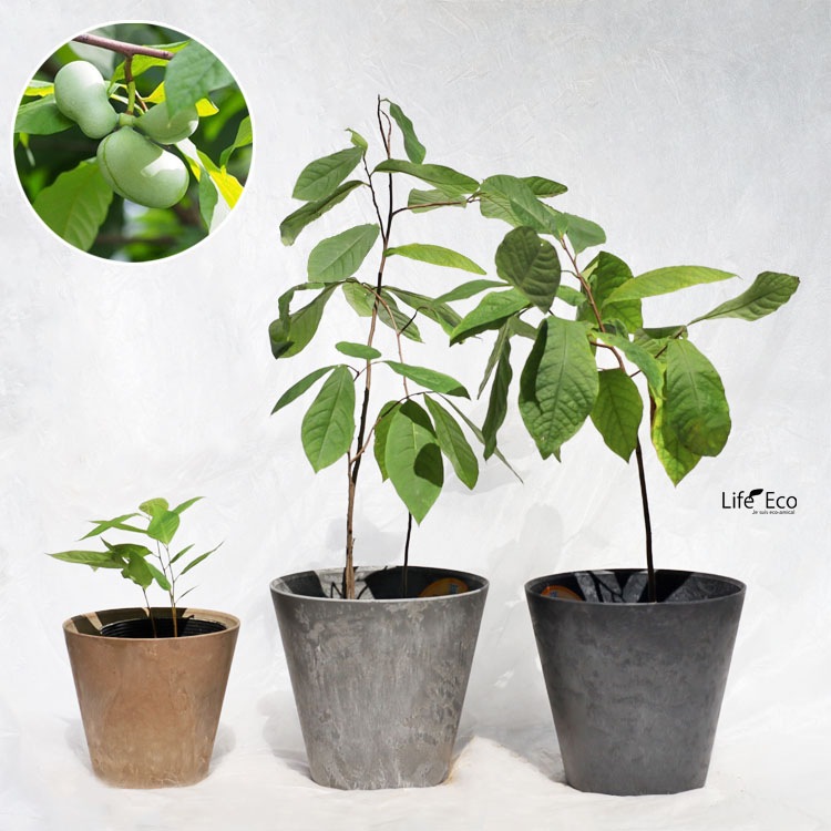 庭木・植木 ポポー（ポーポー） 1年生苗【実生】3本立 / 4寸・約H20cm【3株セット】【送料B】