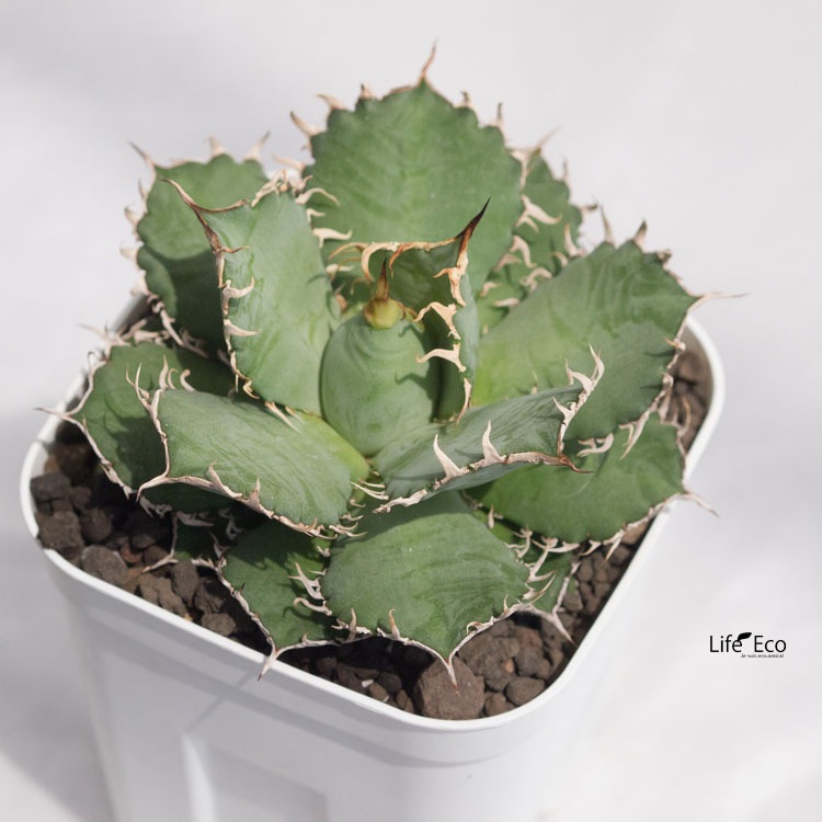 エコマルシェオニヅカ直送 花苗・植物（YouTube紹介）20