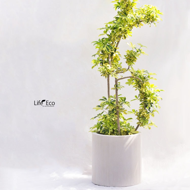 植木鉢 軽量大型 FRP製 エンバス シリンダー ホワイト（白） / φ30cm×H30cm（10号）【送料E】